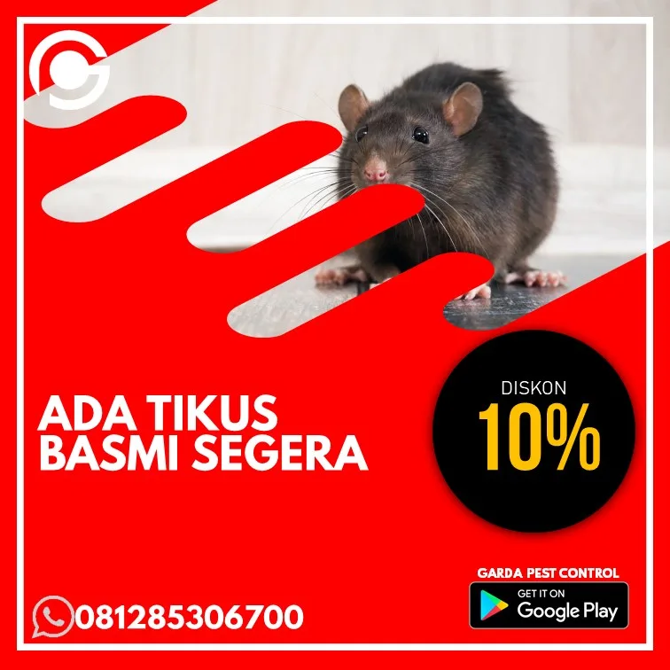 Jasa Pembasmi Tikus di Kota Semarang