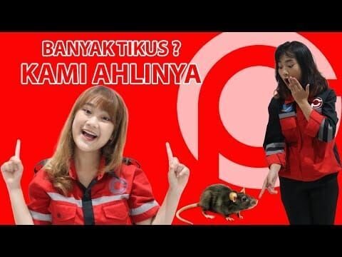 Jasa Penangkap Tikus di Kota Pekalongan