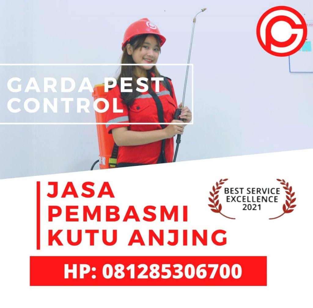 Jasa Pembasmi Kutu Anjing di Bandung