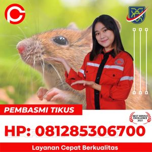 Jasa Pengusir Tikus di Semarang Kota