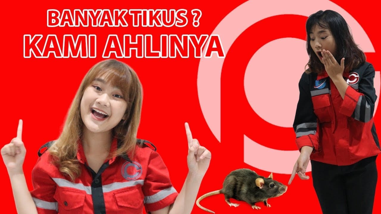 Jasa Pembasmi Tikus di Semarang Utara
