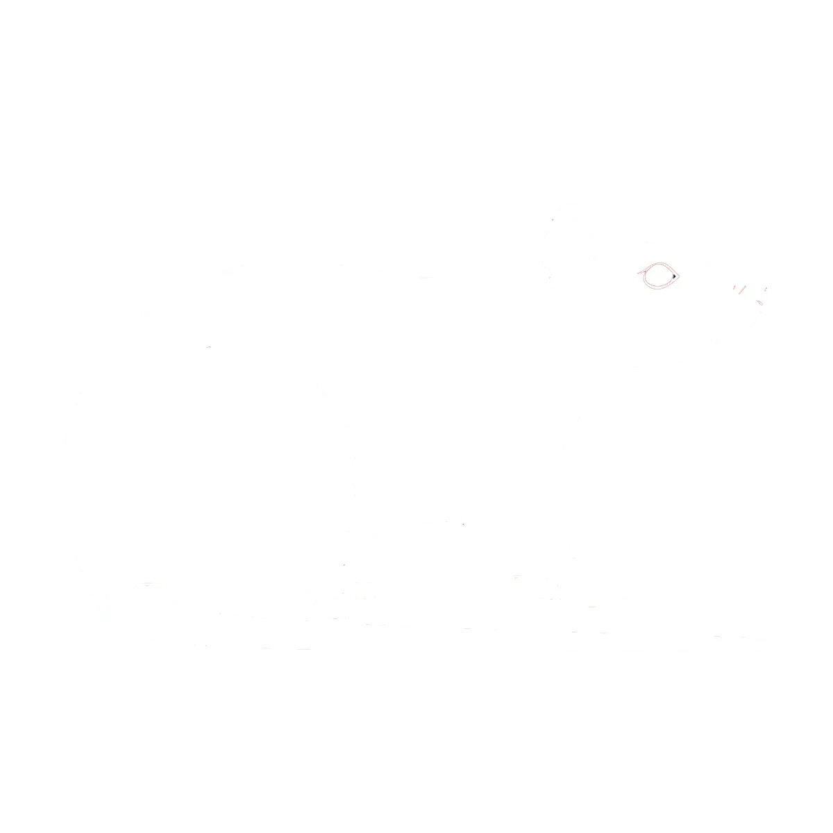 Jasa Pembasmi Tikus Profesional