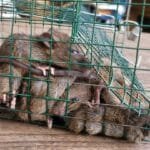 Basmi Tikus Semarang Basmi Tikus Semarang