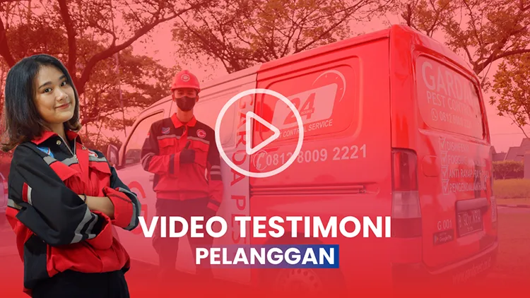 Testimoni Jasa Fogging Nyamuk DBD