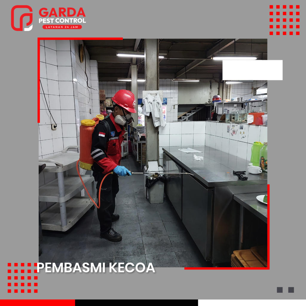 Pest Control Pembasmi Kecoa di Semarang Solusi Pasti