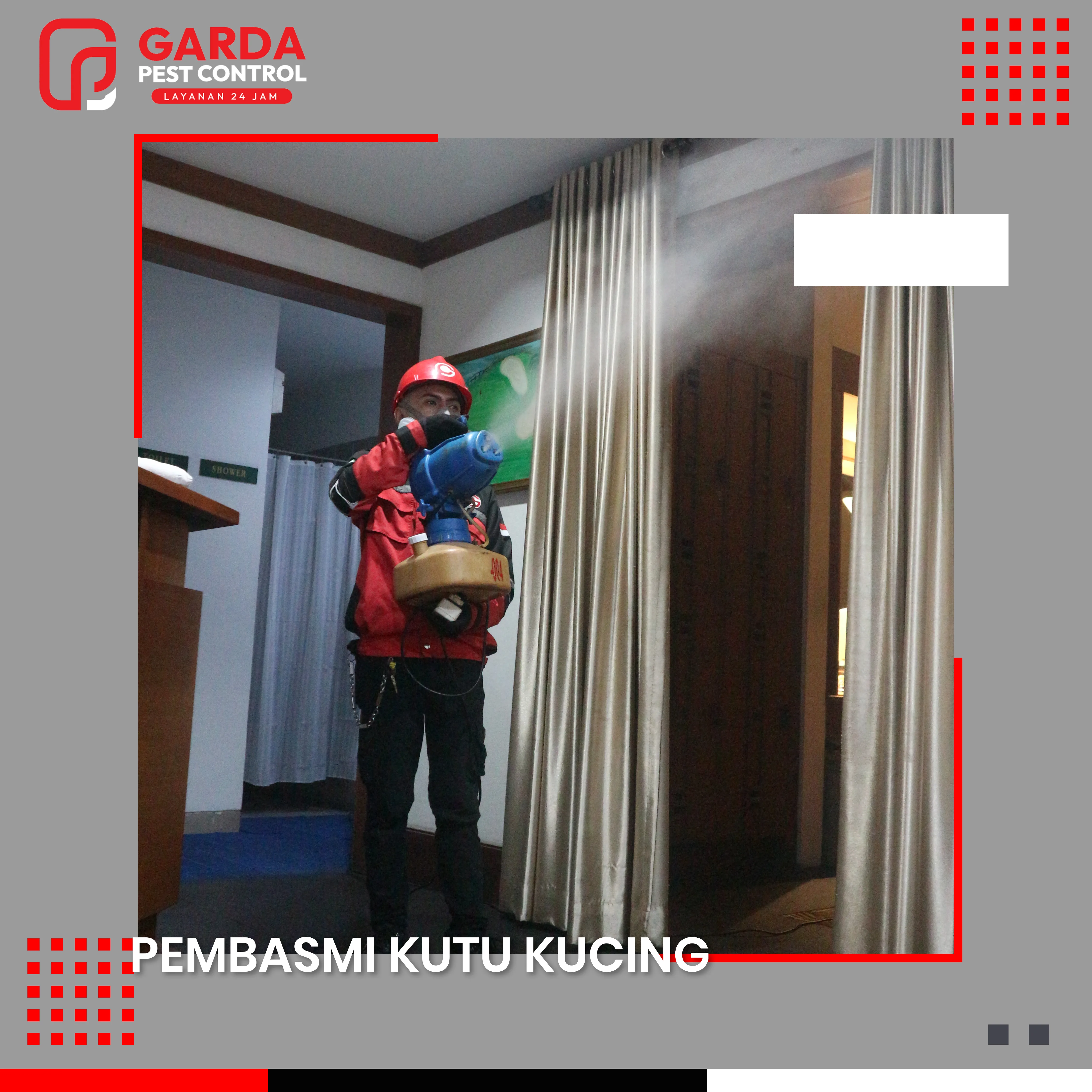 Jasa Pembasmi Kutu Kucing