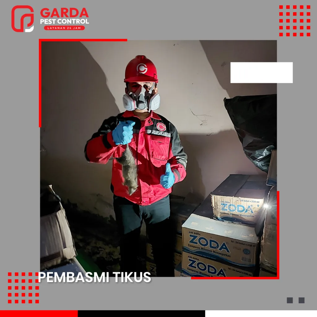 Jasa Pembasmi Tikus