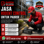 Harga Jasa Pembasmi Tikus Semarang Terbaru: Estimasi Biaya dan Layanan