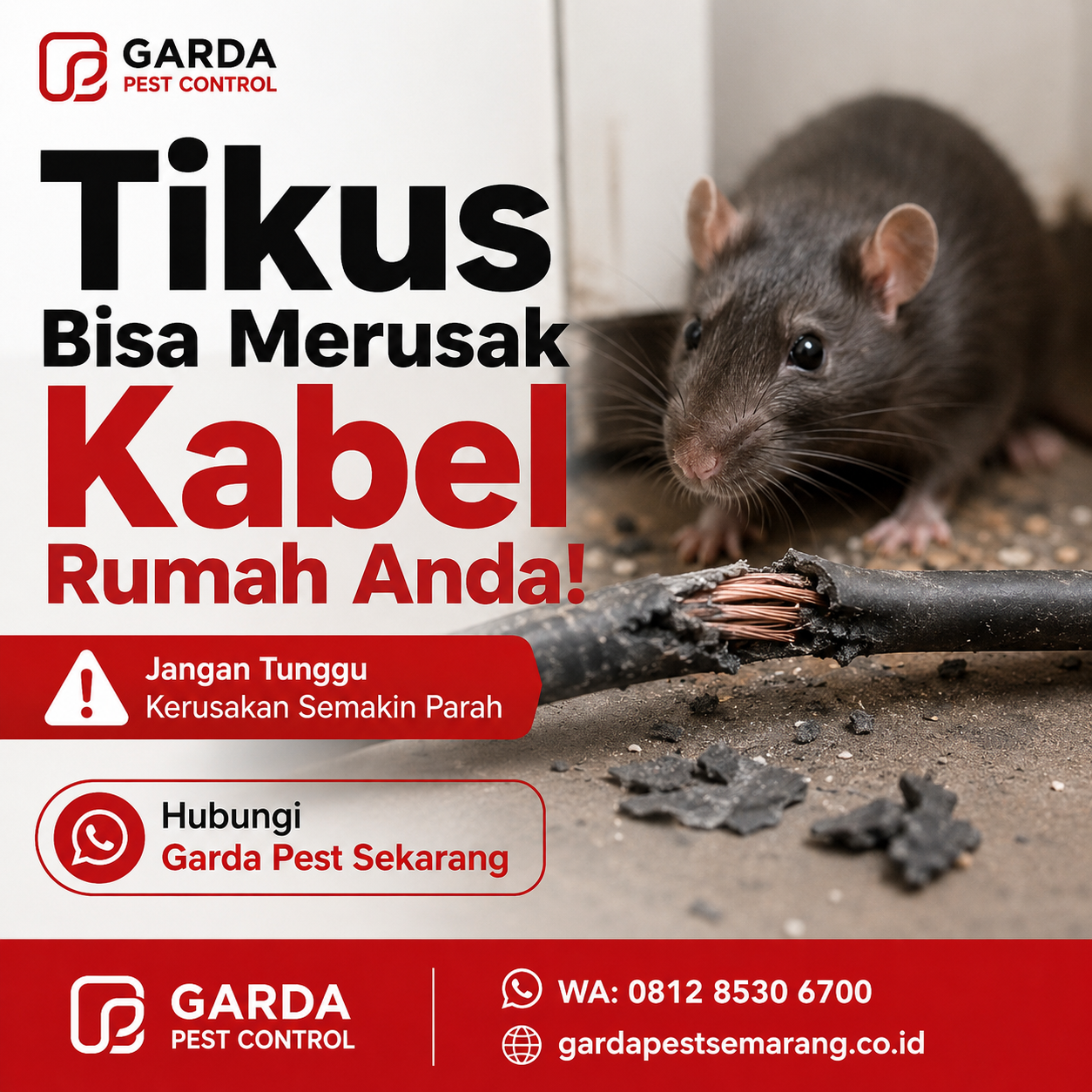 Jasa Pembasmi Tikus 24 Jam Semarang Terpercaya untuk Rumah dan Bisnis